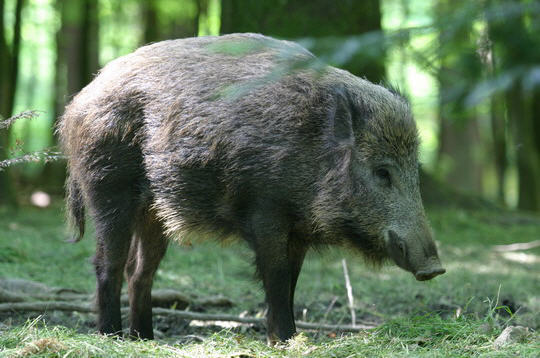  Image name: 33 Cinghiale.jpg 
 width: 540 pixel 
 height: 358 pixel 
 Size: 46696 bytes 
 Click to enlarge 